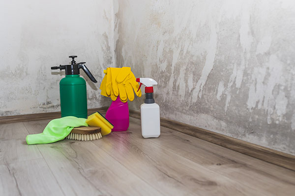 Mold Damage Remediation