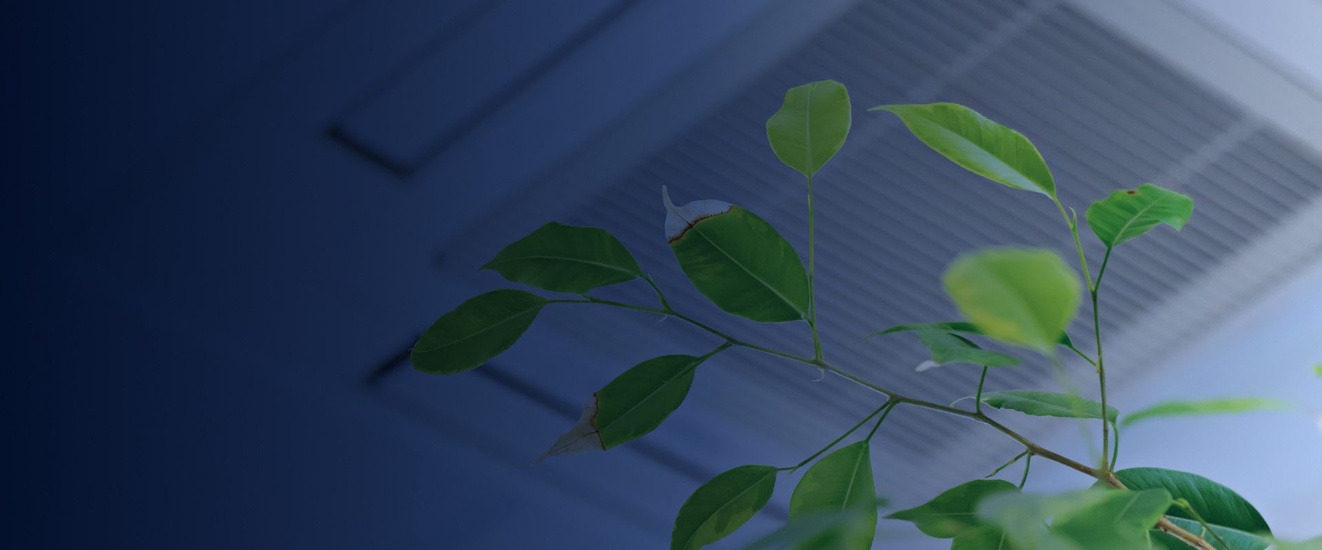 green leaves on the background ceiling air quality durham nc