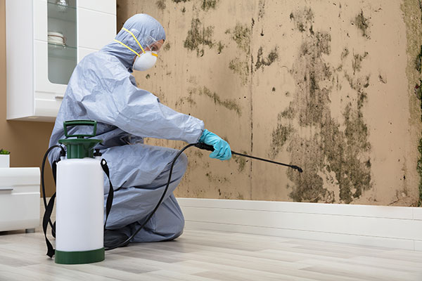 Mold Remediation Services