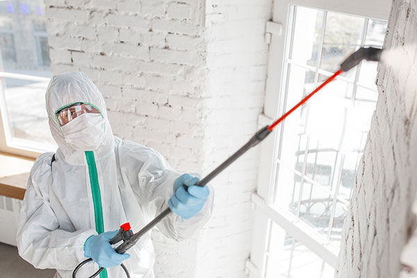 Professional Mold Remediation Specialist Services